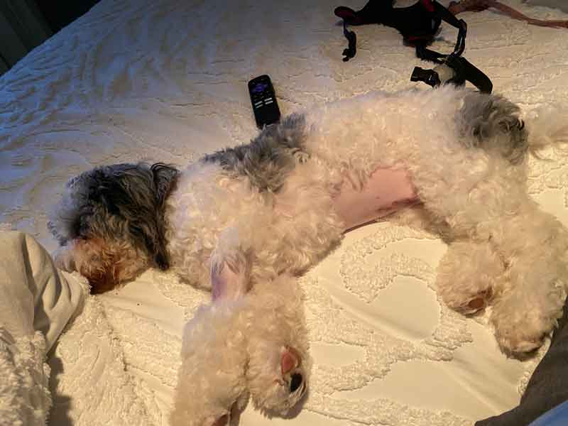 Pet recovering after spaying